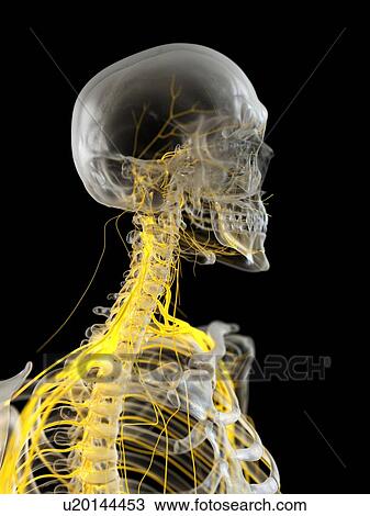 Stock Image - Nerves of the neck, illustration. Fotosearch
