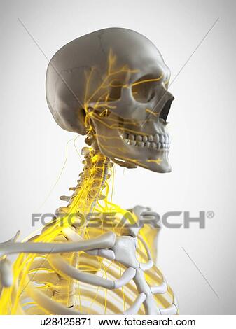 Nerves of the neck, illustration View Large Photo Image Stock Image - Nerves of the neck, illustration. Fotosearch