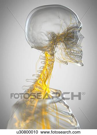 Stock Image - Nerves of the neck, illustration. Fotosearch