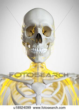 Stock Photo - Nerves of the neck, illustration. Fotosearch