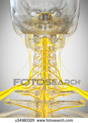 Nerves of the neck, illustration View Large Photo Image Stock Photo - Nerves of the neck, illustration. Fotosearch