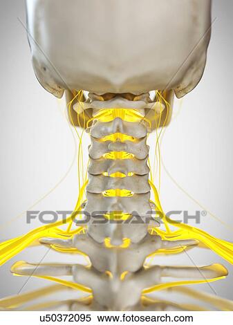 Nerves of the neck, illustration View Large Photo Image Stock Photography - Nerves of the neck, illustration. Fotosearch