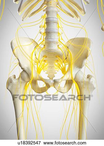 Stock Photo - Nerves of the pelvis, illustration. Fotosearch