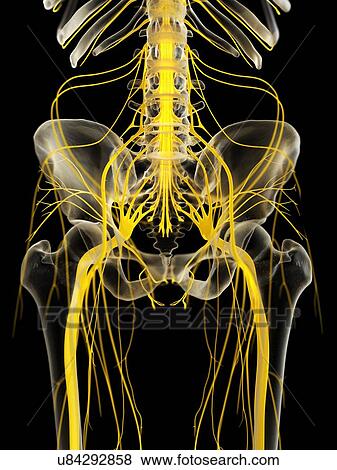 Nerves of the pelvis, illustration View Large Photo Image Stock Photo - Nerves of the pelvis, illustration. Fotosearch