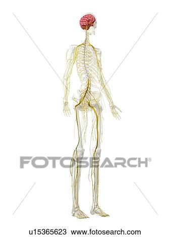 Stock Image - Nervous system, illustration. Fotosearch