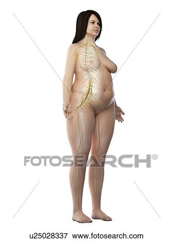 Stock Photo - Nervous system, illustration. Fotosearch