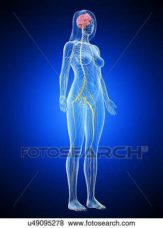 Stock Photo - Nervous system, illustration. Fotosearch
