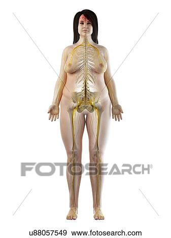 Nervous system, illustration View Large Photo Image Stock Photo - Nervous system, illustration. Fotosearch