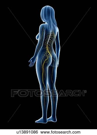 Stock Photograph - Nervous system, illustration. Fotosearch