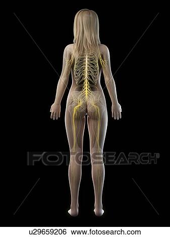 Nervous system, illustration View Large Photo Image Stock Photograph - Nervous system, illustration. Fotosearch