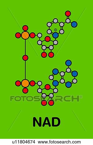 Picture - Nicotinamide adenine dinucleotide coenzyme molecule. Fotosearch