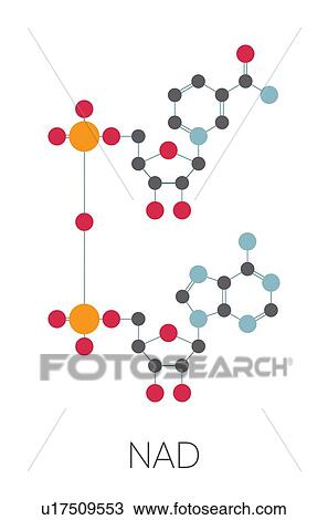 Stock Image - Nicotinamide adenine dinucleotide coenzyme molecule. Fotosearch