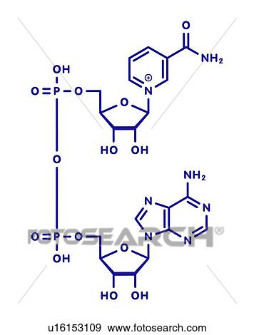 Nicotinamide adenine dinucleotide coenzyme molecule View Large Photo Image Stock Photo - Nicotinamide adenine dinucleotide coenzyme molecule. Fotosearch