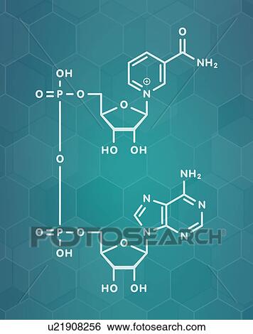 Nicotinamide adenine dinucleotide coenzyme molecule View Large Photo Image Stock Photograph - Nicotinamide adenine dinucleotide coenzyme molecule. Fotosearch