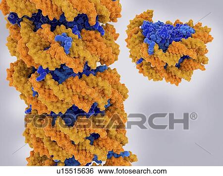 Nucleosome, illustration View Large Photo Image Stock Photograph - Nucleosome, illustration. Fotosearch