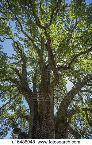 Oak tree in Concord, California, USA View Large Photo Image Stock Photo - Oak tree in Concord, California, USA. Fotosearch