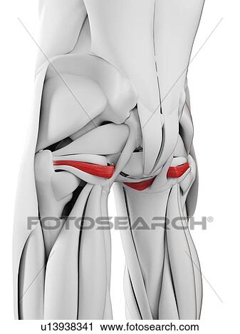 Obturator internus muscle, illustration View Large Photo Image Stock Image - Obturator internus muscle, illustration. Fotosearch