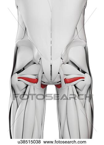 Stock Photo - Obturator internus muscle, illustration. Fotosearch