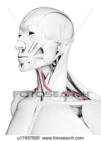Omohyoid muscle, illustration View Large Photo Image Stock Image - Omohyoid muscle, illustration. Fotosearch