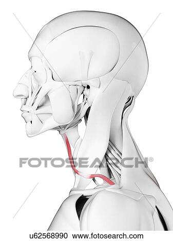 Omohyoid muscle, illustration View Large Photo Image Stock Image - Omohyoid muscle, illustration. Fotosearch
