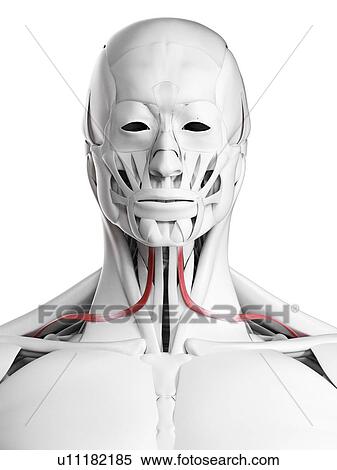 Omohyoid muscle, illustration View Large Photo Image Stock Photography - Omohyoid muscle, illustration. Fotosearch