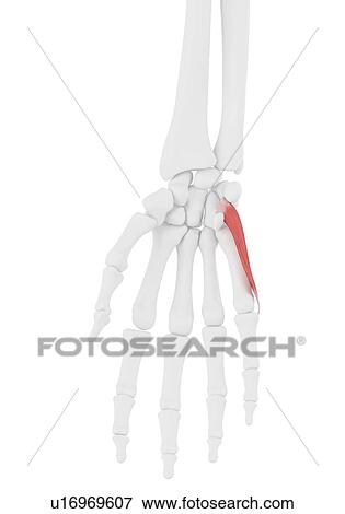 Stock Photo - Opponens digiti minimi muscle, illustration. Fotosearch