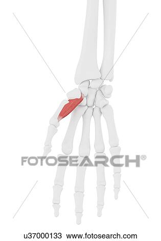 Opponens pollicis muscle, illustration View Large Photo Image Stock Image - Opponens pollicis muscle, illustration. Fotosearch