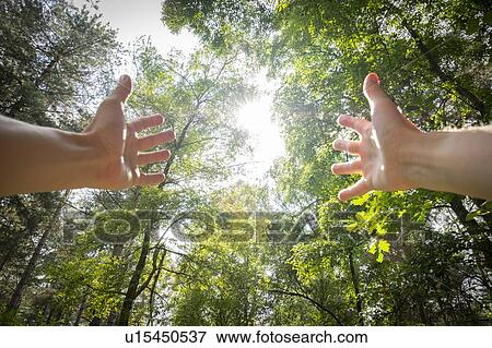 Outstretched arms in a forest View Large Photo Image Stock Photo - Outstretched arms in a forest. Fotosearch