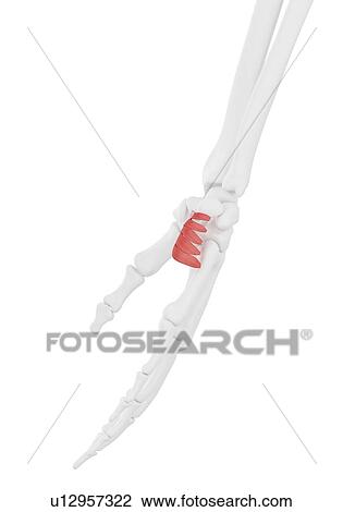 Palmaris brevis muscle, illustration View Large Photo Image Stock Image - Palmaris brevis muscle, illustration. Fotosearch