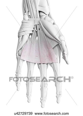 Palmaris longus muscle, illustration View Large Photo Image Stock Photo - Palmaris longus muscle, illustration. Fotosearch