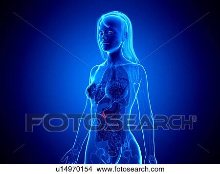 Picture - Pancreas, illustration. Fotosearch