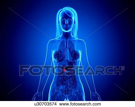 Picture - Pancreas, illustration. Fotosearch