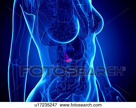 Stock Photo - Pancreas, illustration. Fotosearch