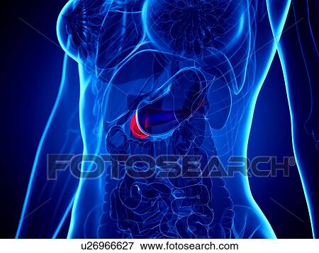 Stock Photo - Pancreas, illustration. Fotosearch