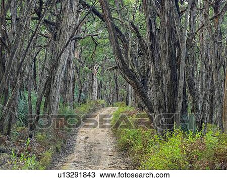 Stock Image - Path through forest in South Australia, Australia. Fotosearch