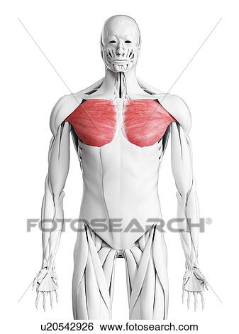 Pectoralis major muscle, illustration View Large Photo Image Stock Photograph - Pectoralis major muscle, illustration. Fotosearch