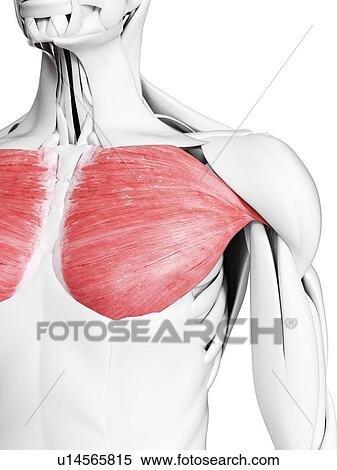 Pectoralis major muscle, illustration View Large Photo Image Stock Photography - Pectoralis major muscle, illustration. Fotosearch