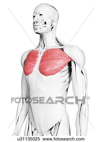 Pectoralis major muscle, illustration View Large Photo Image Stock Photography - Pectoralis major muscle, illustration. Fotosearch