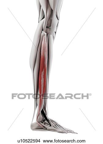 Peroneus longus muscle, illustration View Large Photo Image Picture - Peroneus longus muscle, illustration. Fotosearch