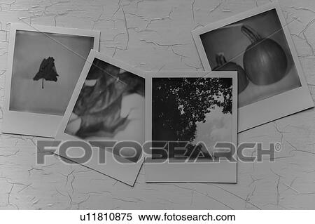 Photographs of trees and pumpkins View Large Photo Image Stock Photography - Photographs of trees and pumpkins. Fotosearch