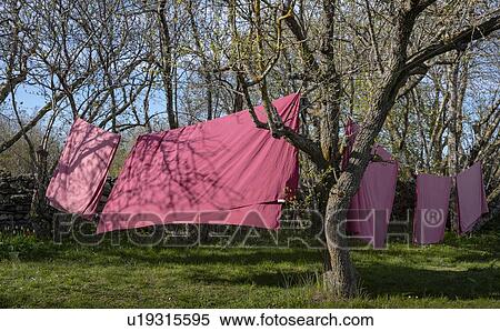 Pink sheets hung in between trees, Fr, Gotlands Lan, Sweden View Large Photo Image Stock Photography - Pink sheets hung in between trees, Fr, Gotlands Lan, Sweden. Fotosearch