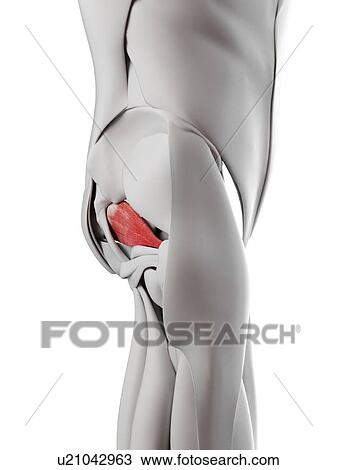 Stock Image - Piriformis muscle, illustration. Fotosearch