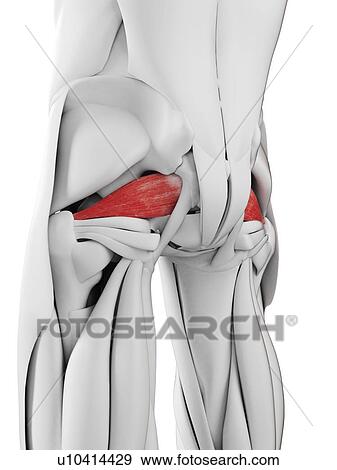 Piriformis muscle, illustration View Large Photo Image Stock Photo - Piriformis muscle, illustration. Fotosearch