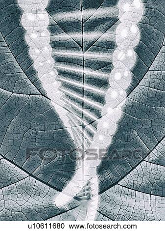 Plant genetics, conceptual illustration View Large Photo Image Stock Image - Plant genetics, conceptual illustration. Fotosearch