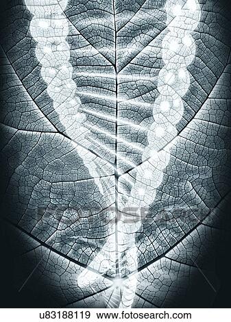 Stock Photo - Plant genetics, conceptual illustration. Fotosearch