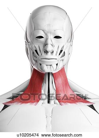 Platysma muscle, illustration View Large Photo Image Picture - Platysma muscle, illustration. Fotosearch