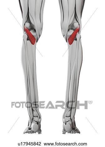 Popliteus muscle, illustration View Large Photo Image Stock Image - Popliteus muscle, illustration. Fotosearch
