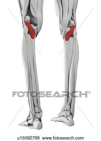 Stock Photo - Popliteus muscle, illustration. Fotosearch