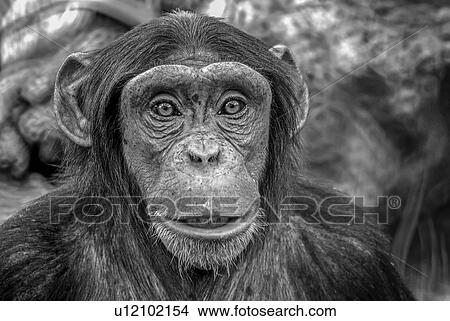 Picture - Portrait of a chimpanzee. Fotosearch