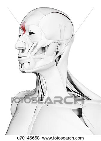 Stock Photo - Procerus muscle, illustration. Fotosearch
